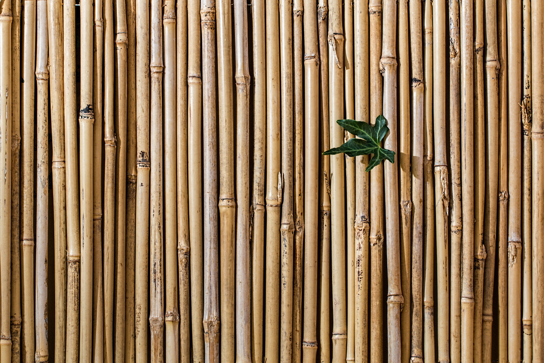 Plant on a Bamboo Wall